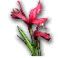 Iris rouge préservé