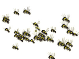 Essaim d'abeilles.jpg