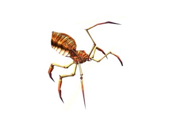 Araignée maguuma