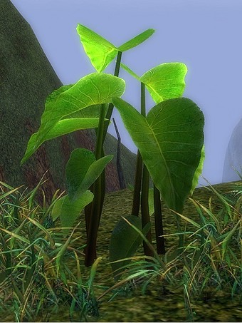 Plant de Taro